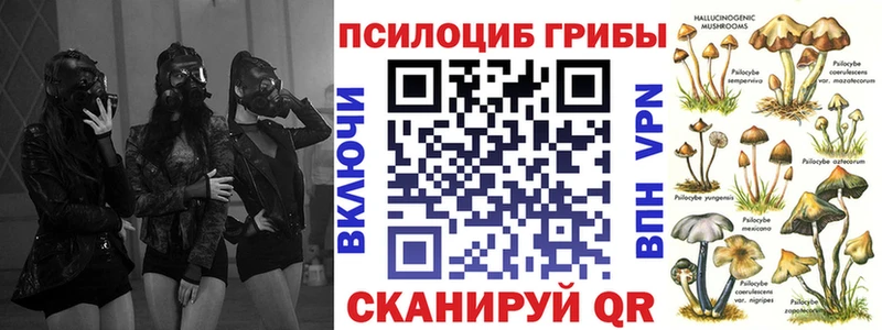 Галлюциногенные грибы Psilocybe  Купить закладки  Камешково 